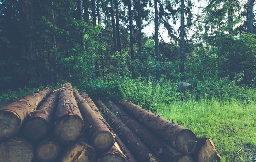 محصولات چوب طبیعی